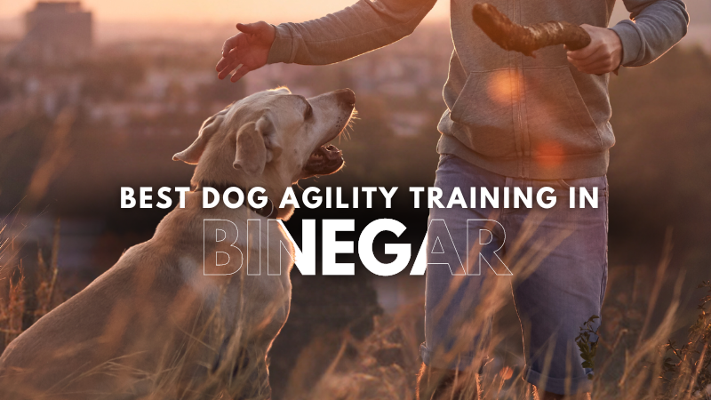 Best Dog Agility Training in Binegar