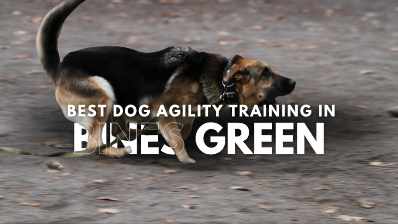Best Dog Agility Training in Bines Green