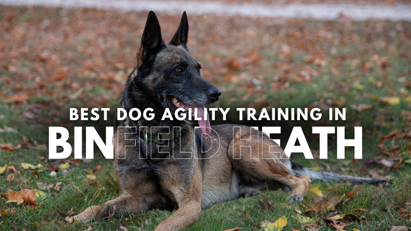 Best Dog Agility Training in Binfield Heath
