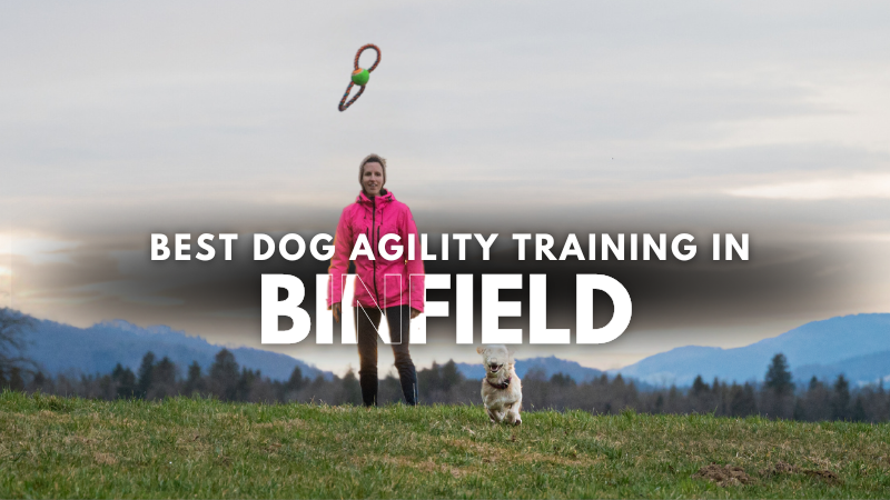Best Dog Agility Training in Binfield