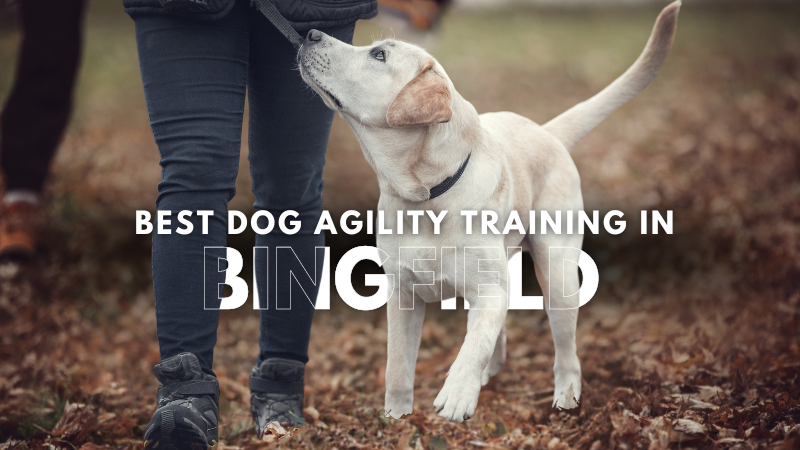 Best Dog Agility Training in Bingfield