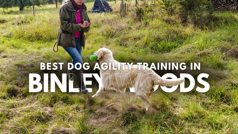 Best Dog Agility Training in Binley Woods