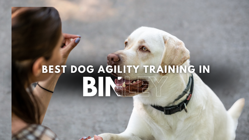 Best Dog Agility Training in Binley
