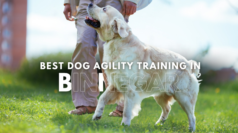 Best Dog Agility Training in Binnegar