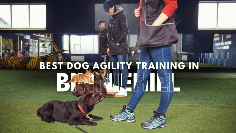 Best Dog Agility Training in Binniehill