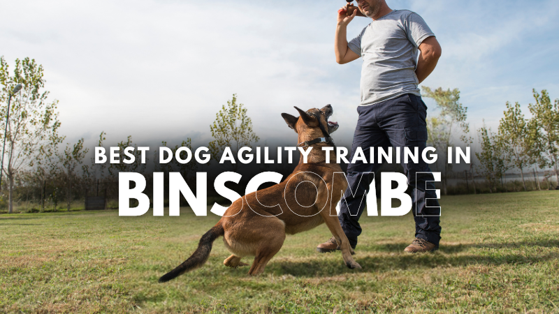 Best Dog Agility Training in Binscombe