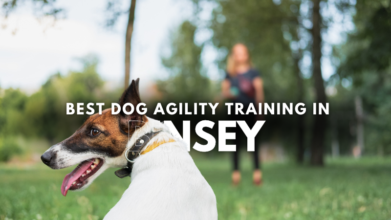Best Dog Agility Training in Binsey