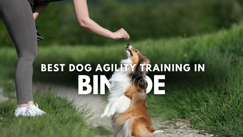 Best Dog Agility Training in Binsoe