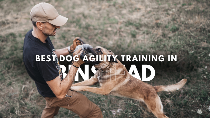 Best Dog Agility Training in Binstead