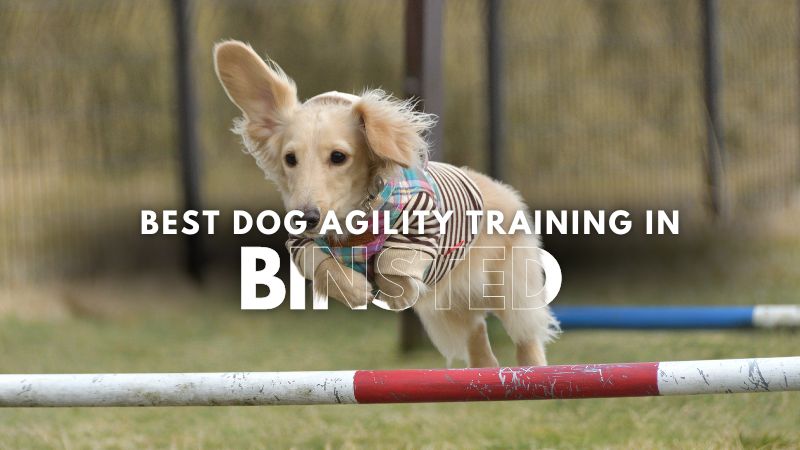 Best Dog Agility Training in Binsted