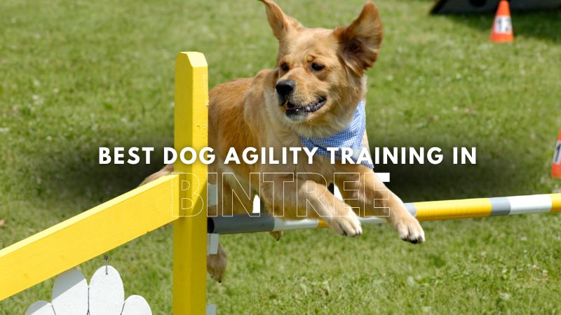 Best Dog Agility Training in Bintree