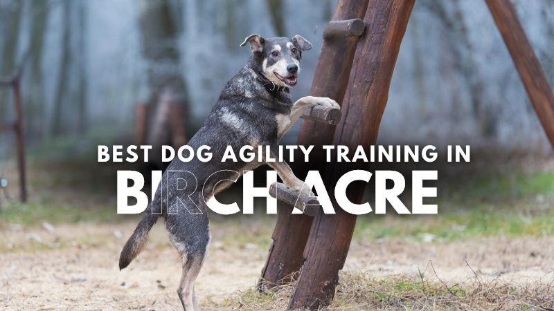 Best Dog Agility Training in Birch Acre