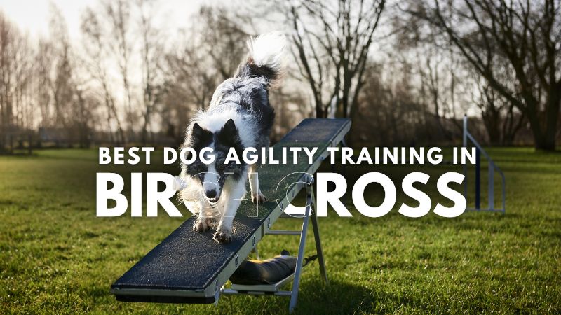 Best Dog Agility Training in Birch Cross