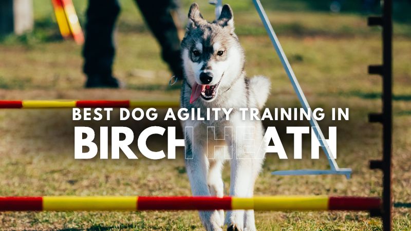 Best Dog Agility Training in Birch Heath
