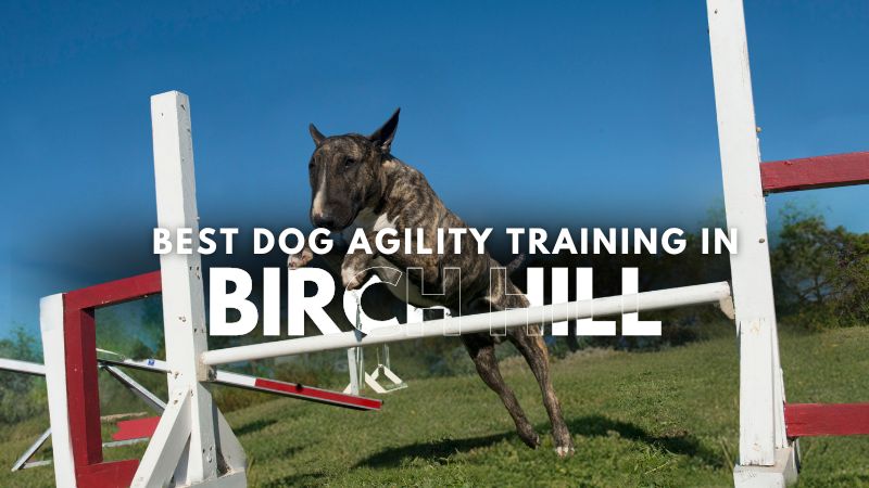 Best Dog Agility Training in Birch Hill