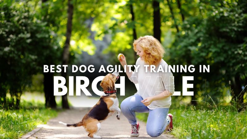 Best Dog Agility Training in Birch Vale