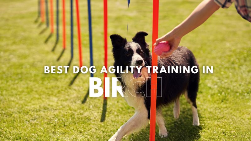 Best Dog Agility Training in Birch