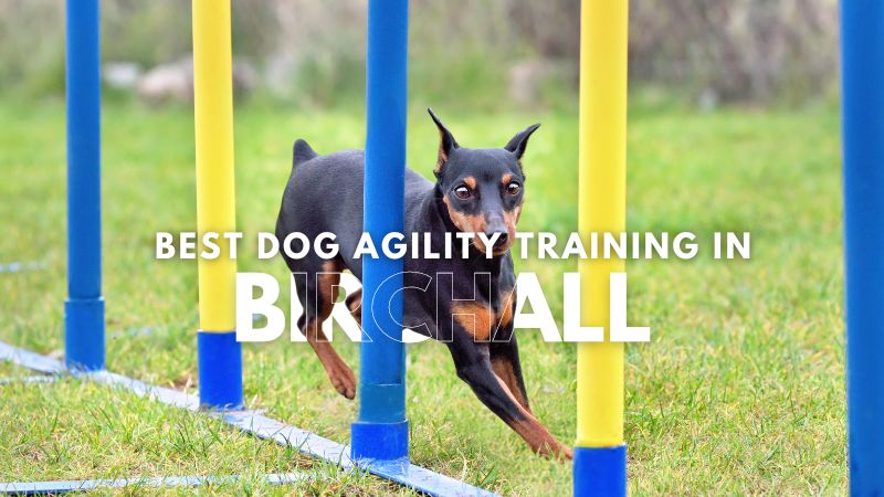 Best Dog Agility Training in Birchall