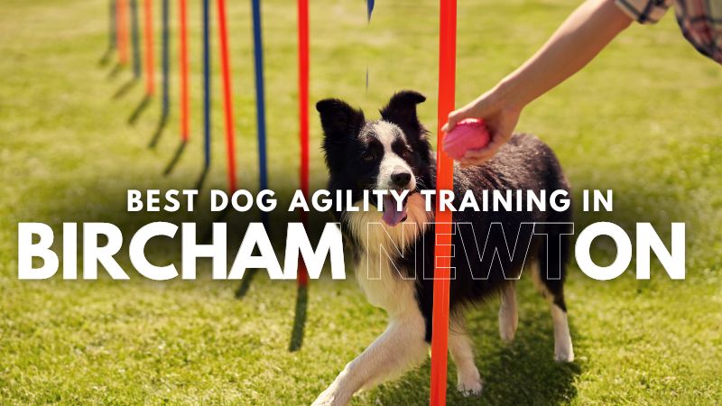 Best Dog Agility Training in Bircham Newton