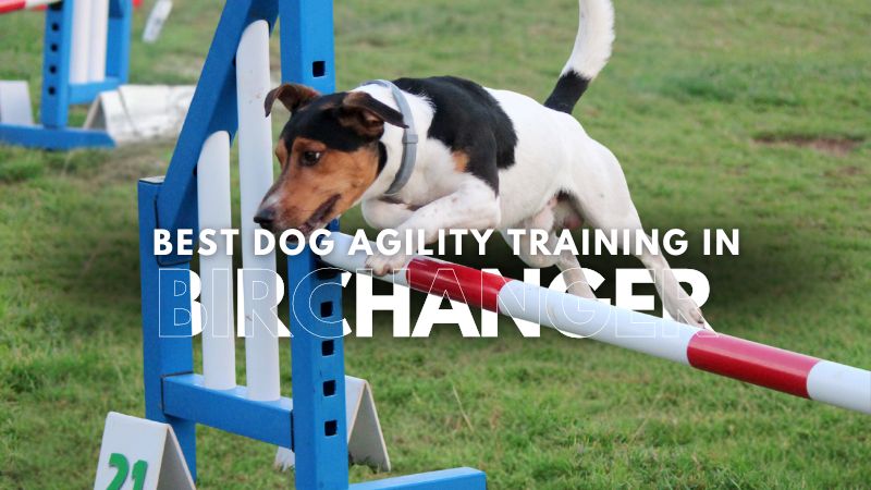 Best Dog Agility Training in Birchanger