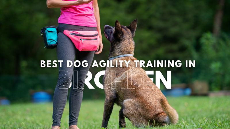 Best Dog Agility Training in Birchden