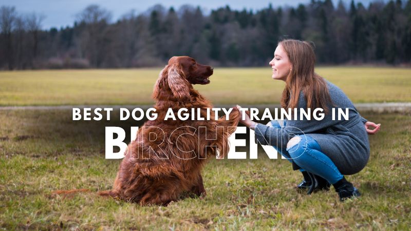 Best Dog Agility Training in Birchend