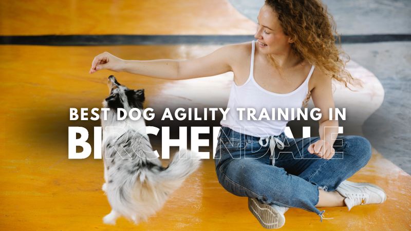 Best Dog Agility Training in Birchendale