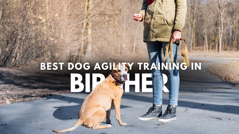Best Dog Agility Training in Bircher