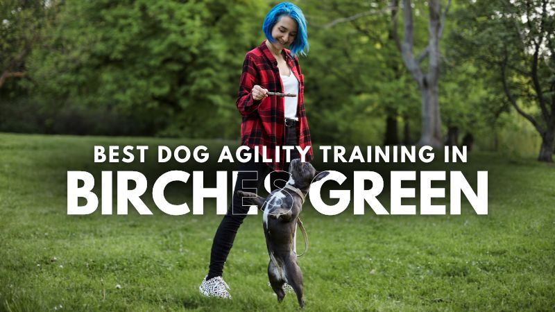 Best Dog Agility Training in Birches Green