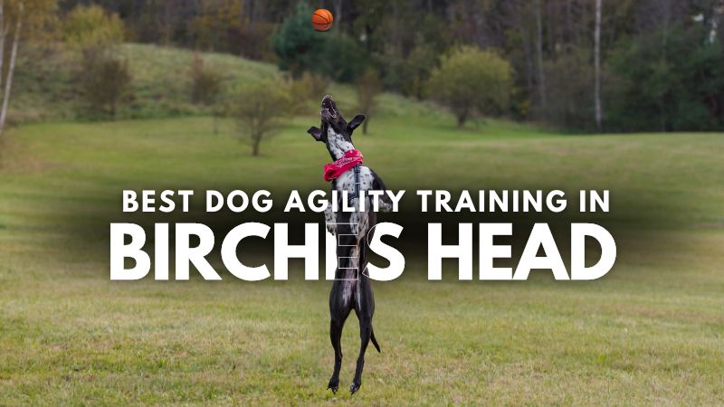 Best Dog Agility Training in Birches Head