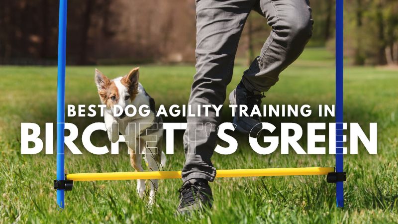 Best Dog Agility Training in Birchett's Green