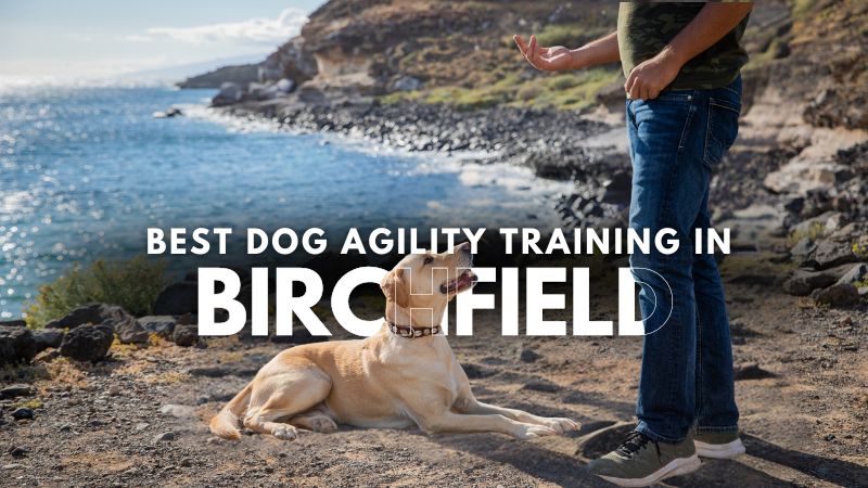 Best Dog Agility Training in Birchfield