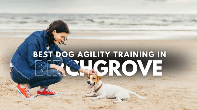 Best Dog Agility Training in Birchgrove