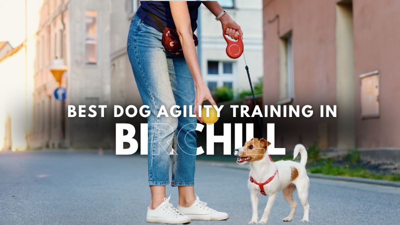 Best Dog Agility Training in Birchill