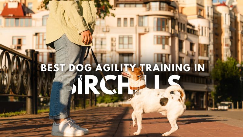 Best Dog Agility Training in Birchills