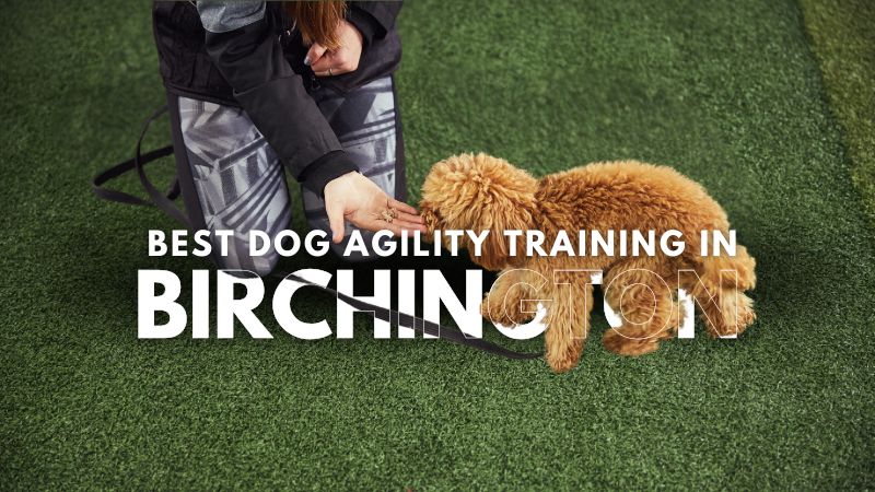 Best Dog Agility Training in Birchington
