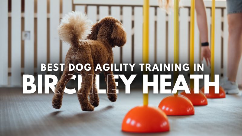 Best Dog Agility Training in Birchley Heath