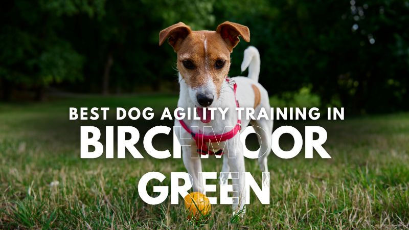 Best Dog Agility Training in Birchmoor Green