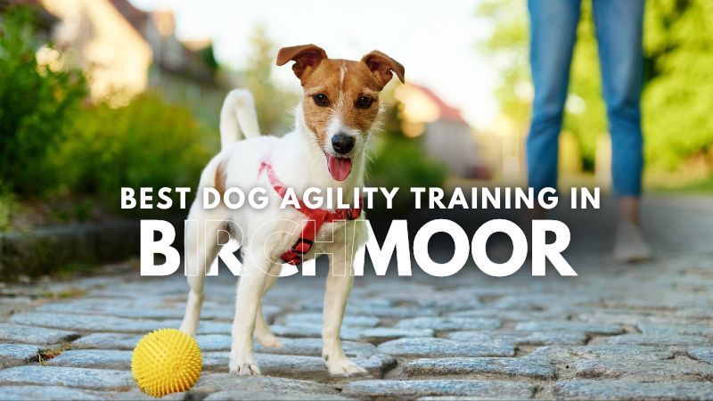 Best Dog Agility Training in Birchmoor