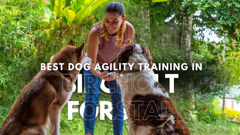 Best Dog Agility Training in Bircholt Forstal