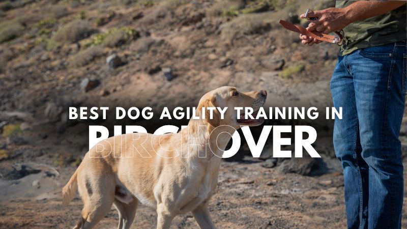 Best Dog Agility Training in Birchover