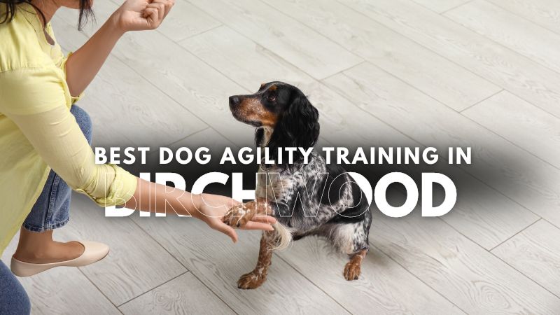 Best Dog Agility Training in Birchwood