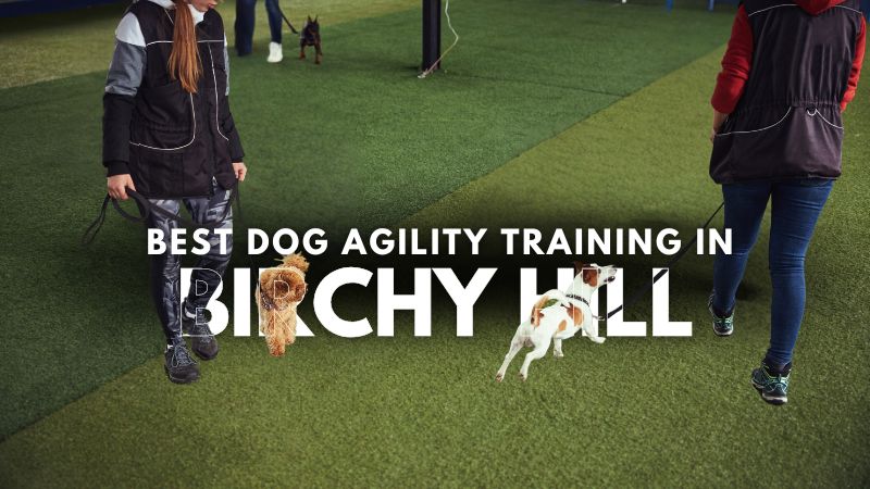 Best Dog Agility Training in Birchy Hill