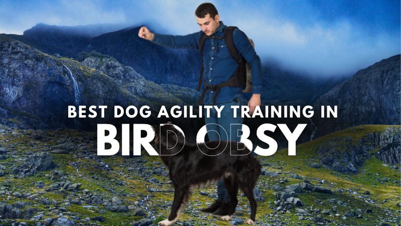 Best Dog Agility Training in Bird Obsy