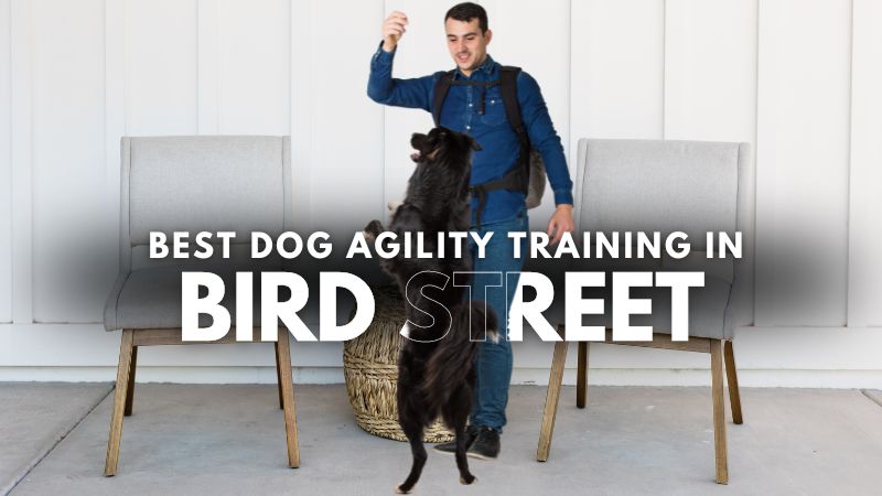 Best Dog Agility Training in Bird Street