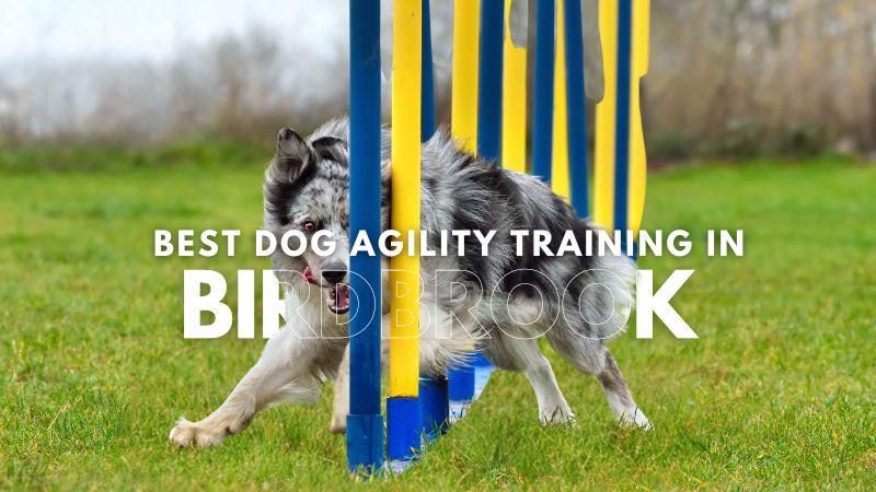 Best Dog Agility Training in Birdbrook