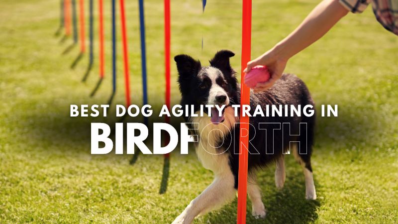 Best Dog Agility Training in Birdforth