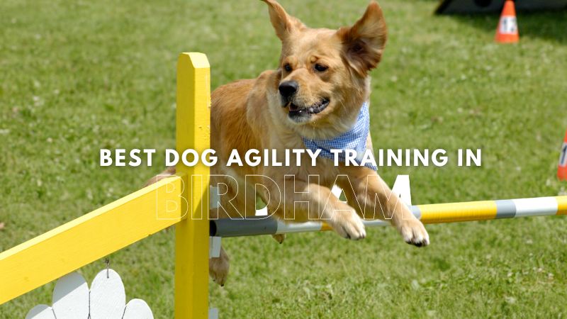 Best Dog Agility Training in Birdham