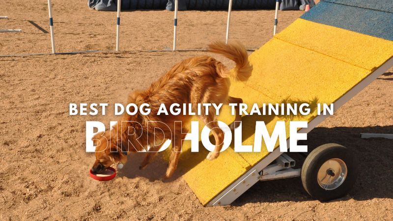 Best Dog Agility Training in Birdholme