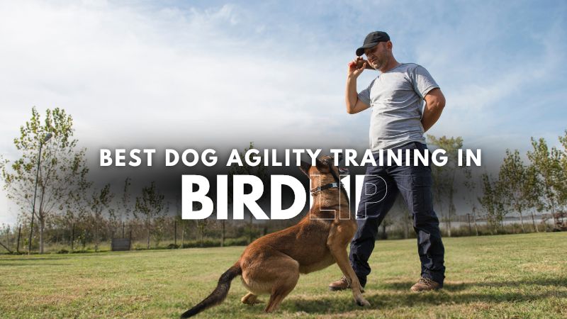 Best Dog Agility Training in Birdlip